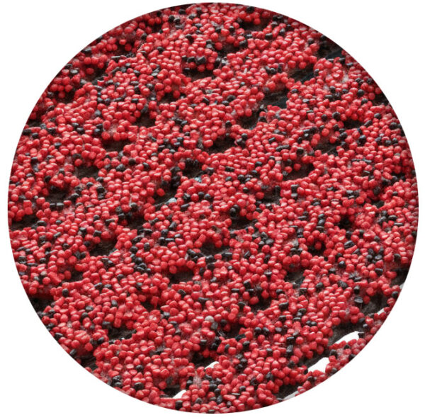 Rot